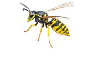 Wasp Control Melbourne - Wasps Nest Removal Melbourne