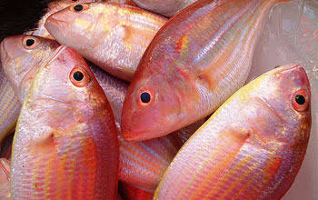 Sankara Fish | Red Snapper | Sankara Fish Fry in Tamil | மீன்
