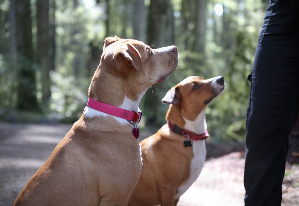 How to teach puppu essential basic commands Your Dog should needs to Know