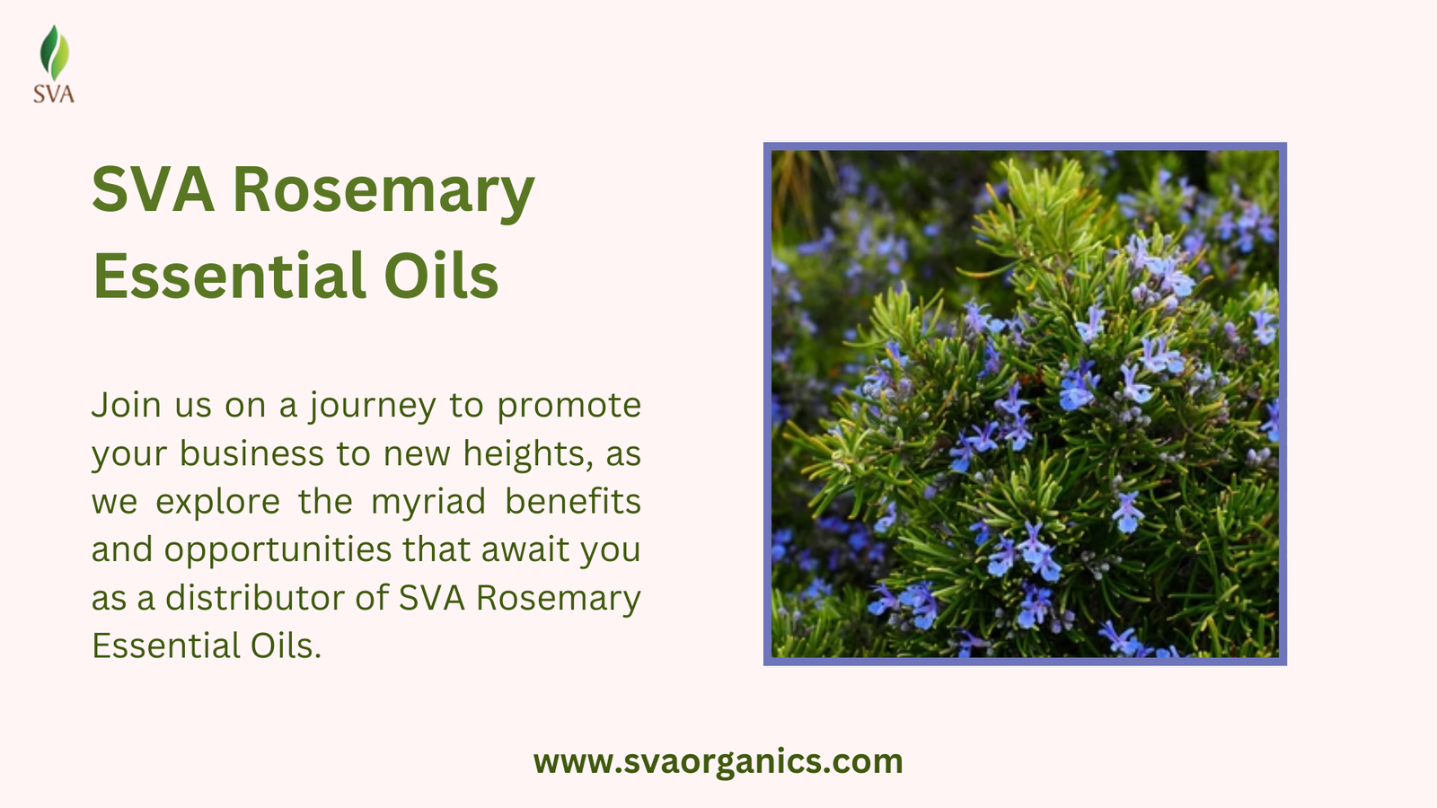 Discover The Potential: Transform Your Business With SVA Rosemary Essential Oils - TIMES OF RISING