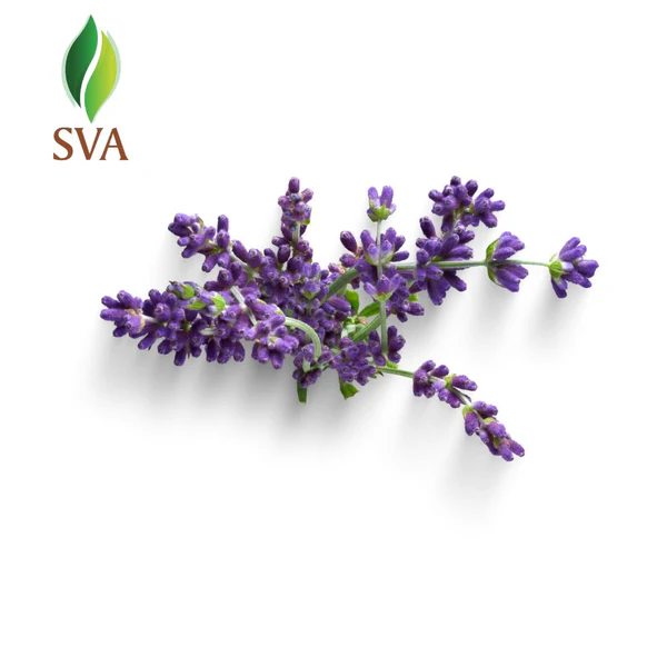 Svaorganics — Trusted Lavender Oil Exporter for Global Essential...