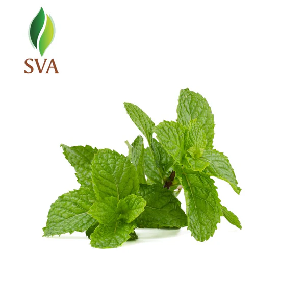 Svaorganics — Premium Bulk Peppermint Oil Supplies Will Make...