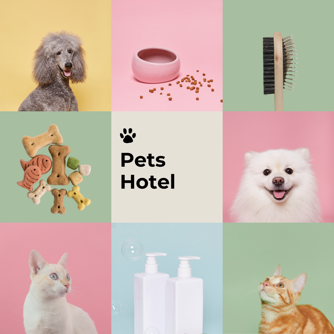 Pet-Friendly Hotels: A Guide to Hotels That Welcome Pets with Comfort and Care | Medium