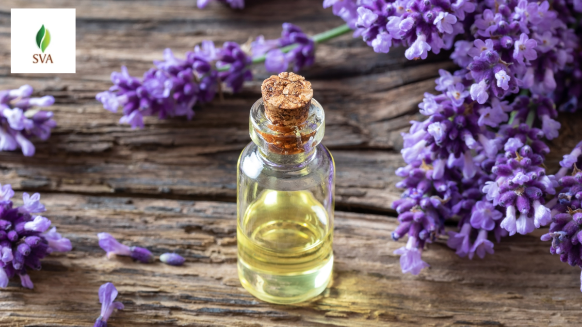 Future Outlook for the Lavender Oil Manufacturing and Export Industry – SVA Organics
