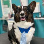 Pets Place Grooming Profile Picture