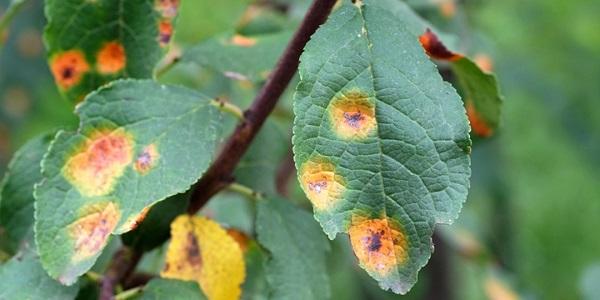 Preventing Tree Diseases: Essential Tips for Austin Homeowners