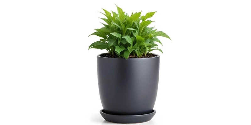 FreeWebStock: Copyright-Free Images for All