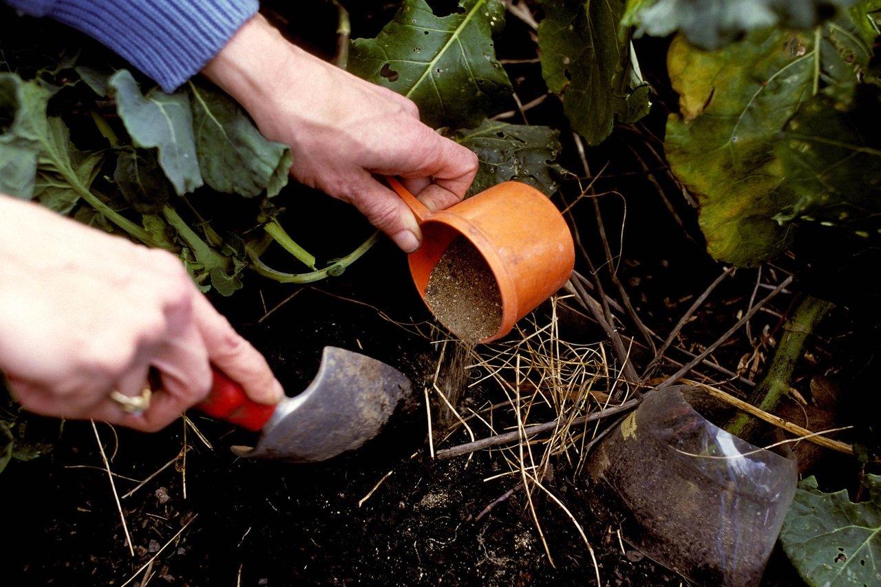 When and How Often Should You Fertilize Trees in Austin? | Articles | austintreespecialists | Gan Jing World - Technology for Humanity | Video & Movie Streaming
