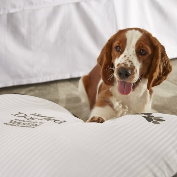 Luxury Pet-Friendly Hotels That Pamper Both You and Your Pet – Site Title