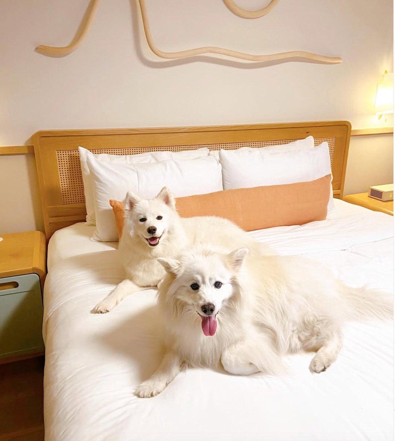 How to Find the Best Pet-Friendly Hotels for Your Next Vacation? | Articles | romingo | Gan Jing World - Technology for Humanity | Video & Movie Streaming