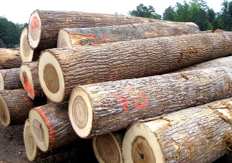 Premium Poplar Wood Logs – Buy in Bulk & Save More