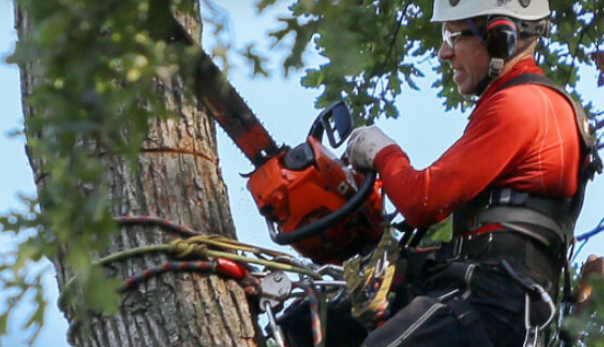 Top Benefits of Professional Tree Trimming for Austin Properties