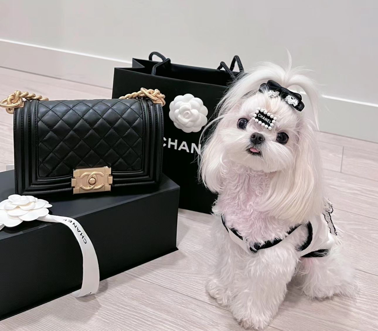 teddypupsuae | luxury puppies