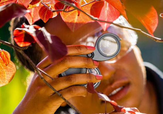 Choosing the Right Tree Care Service: What Austin Homeowners Need to Know