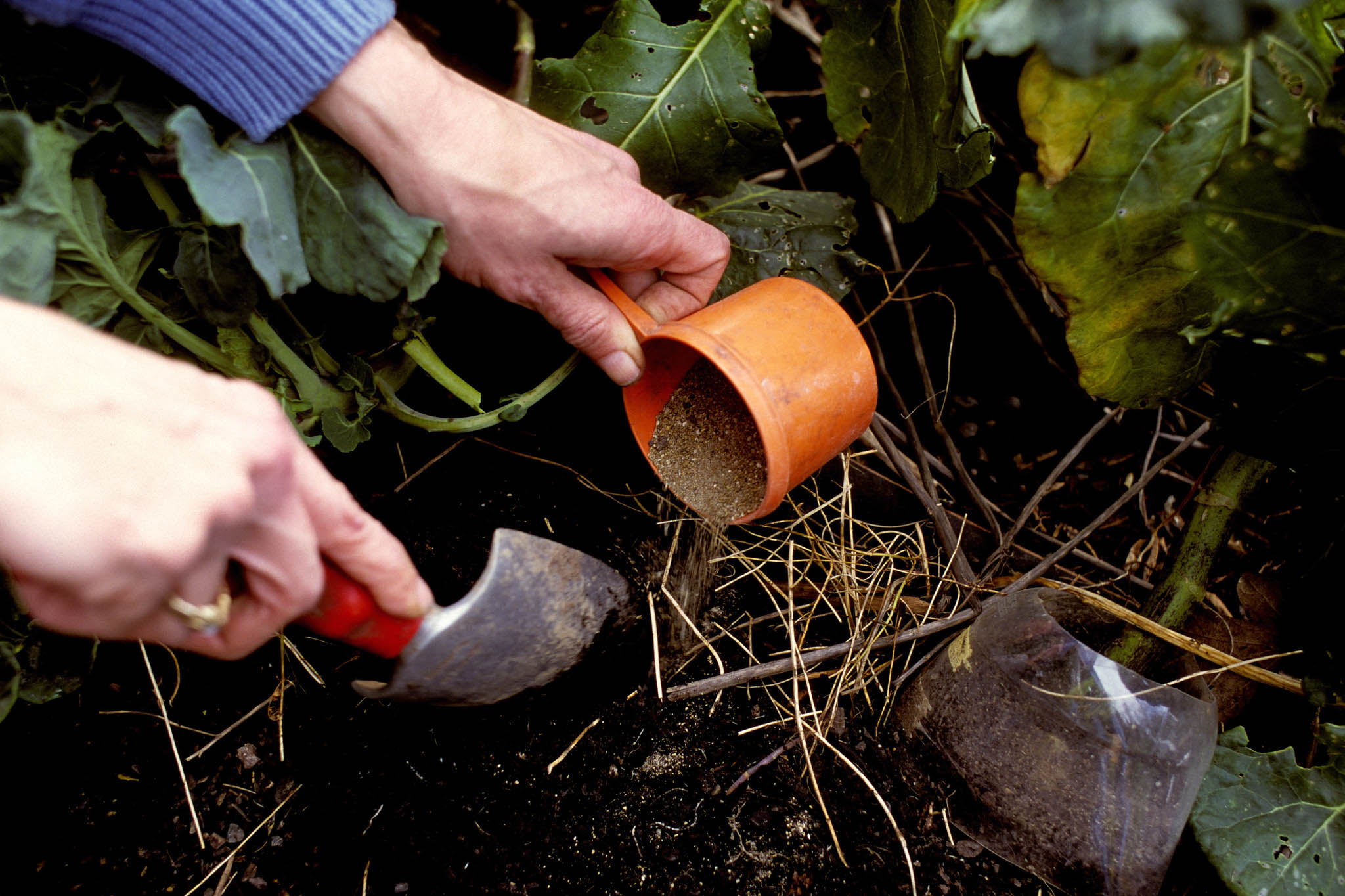 The Role of Tree Fertilization in Protecting Against Disease and Pests