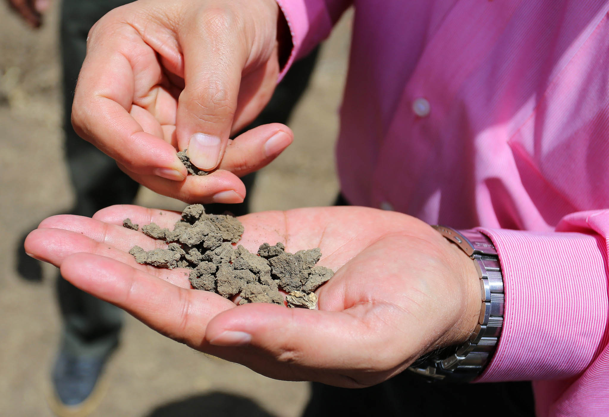 What Type of Fertilizer is Best for Your Trees?