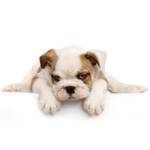 Pet Supplies Plus  Somersworth Profile Picture