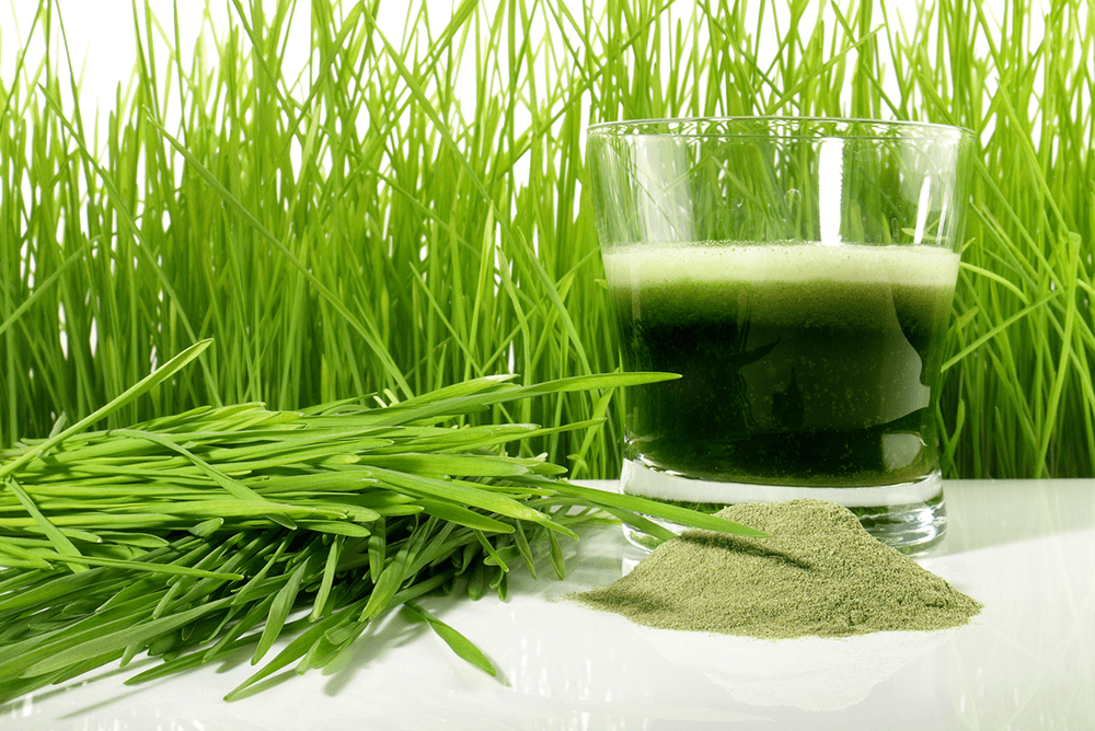 Wheatgrass Juice Benefits for Your Wellness  – Sri Sri Tattva