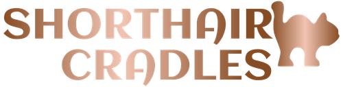 British Shorthair Kittens For Sale  USA - Purebred, Healthy And Nationwide Delivery