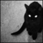 Freckin Sacha Profile Picture