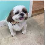 Grooming By Jessie Profile Picture