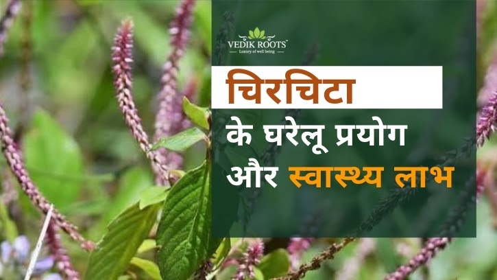 चिरचिटा के घरेलू प्रयोग और स्वास्थ्य लाभ