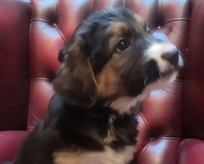 Dogs For Sale Profile Picture