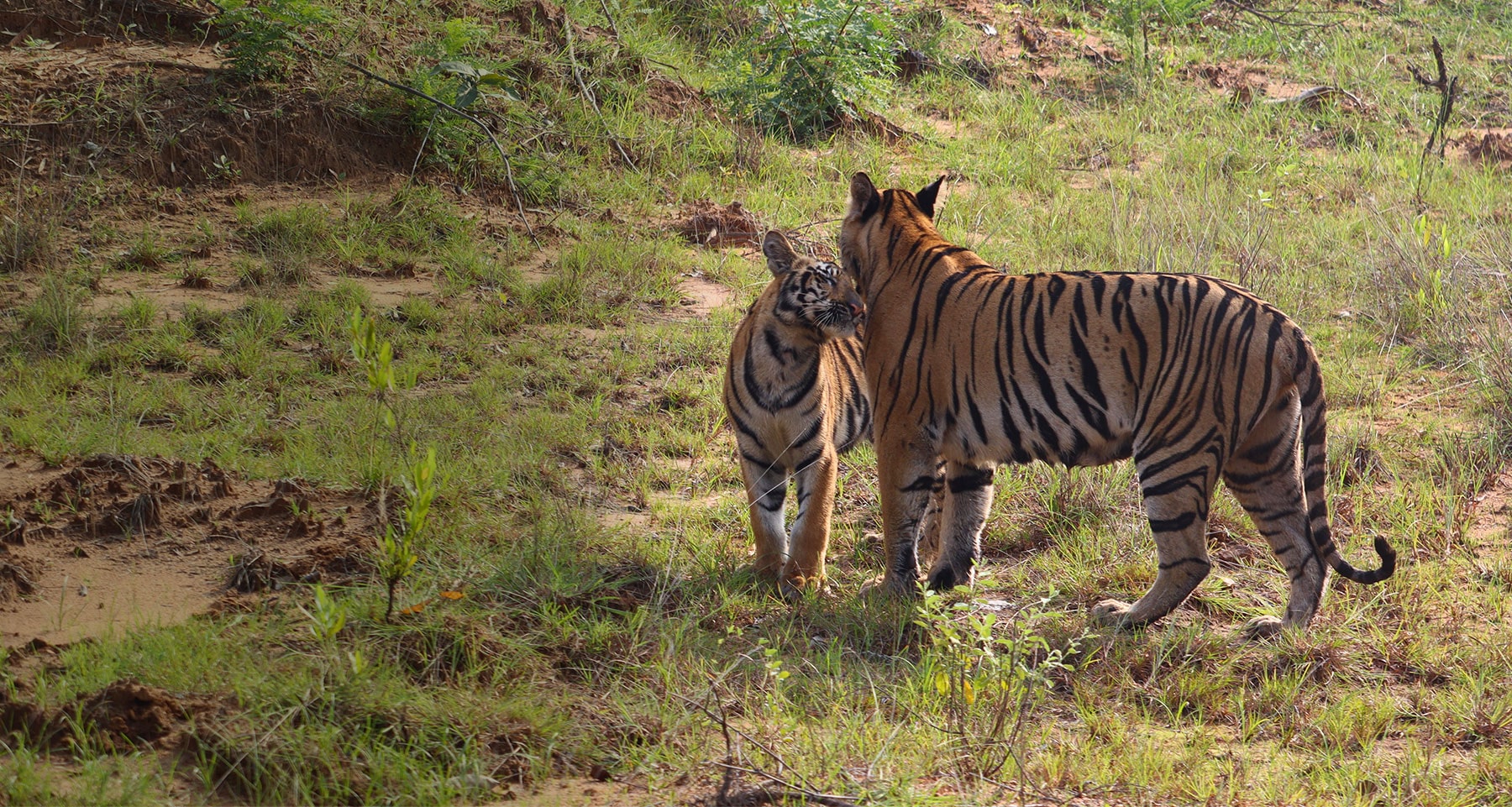 Top Wildlife Tour Packages India – The Sound Of Jungle |...