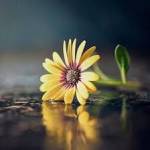 noor fatima Profile Picture