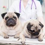 Fort Oglethorpe Pet Wellness Center Profile Picture