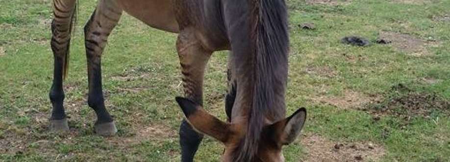 The Riding Stable LLC Cover Image