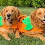 Chris Cowie Profile Picture