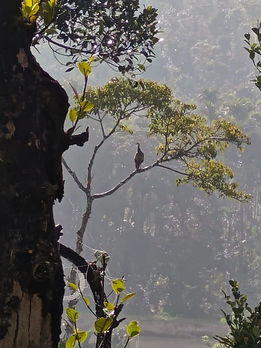 Benefits of Staying in a Sakleshpur Homestay with Swimming Pool -  WriteUpCafe