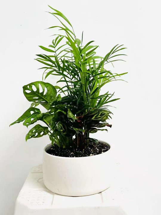 From Our Garden To Yours: Heartfelt Plant Delivery Across Melbourne | Author The Little Market Bunch | Sociomix