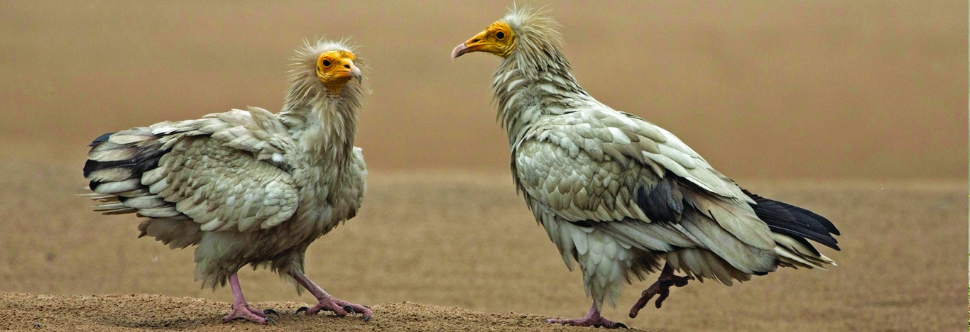 Bird Watching in Andaman Experience bird watching in the Andaman Islands with indiabirdingtours.com and discover a rich... – @indiabirdingtours on Tumblr