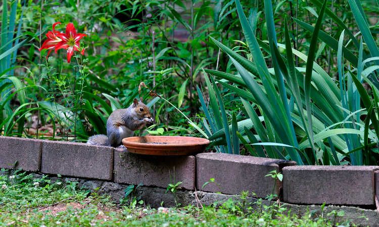 Ratten in de Tuin: Complete Gids voor Bestrijding en Preventie