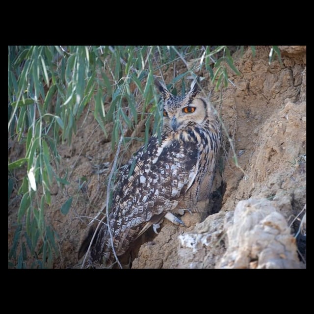 Rajasthan Birding Tour by @India Birding Tours · Zencastr Video